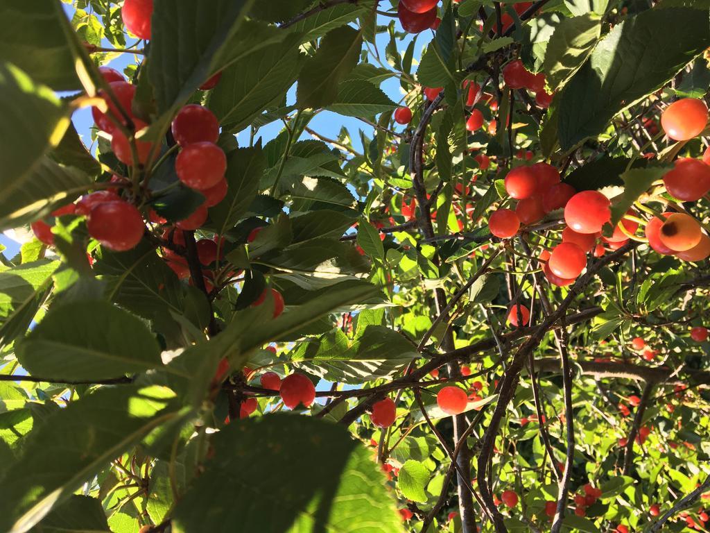 Agriturismo Sant'Agata Piana Degli Albanesi Eksteriør bilde